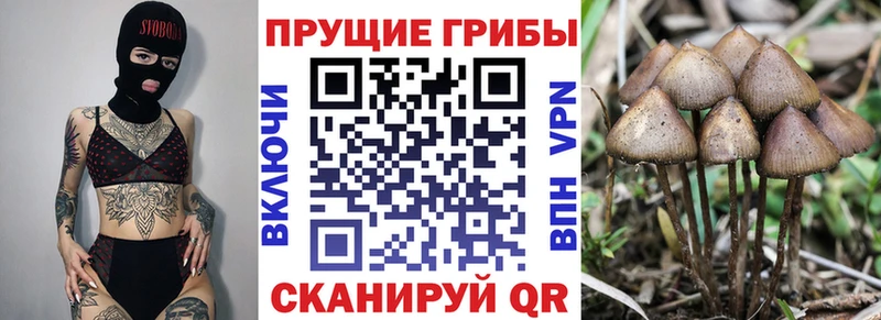 Псилоцибиновые грибы Cubensis Козьмодемьянск